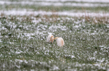 beautiful Egyptian heron bird ruffled and protected from unexpected snow on a green field