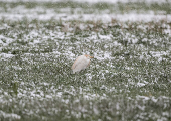 Obraz premium beautiful Egyptian heron bird ruffled and protected from unexpected snow on a green field