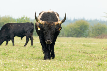Tauros bull walking in Dutch Nature landscape in the Maashorst in Brabant, The Netherlands