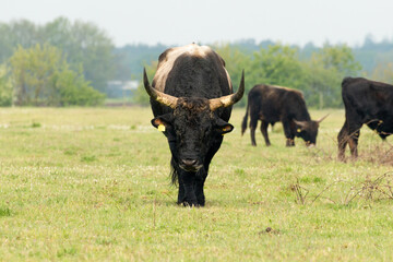 Tauros bull standing in the Maashorst in the province of Brabant in the Netherlands, Europe