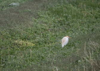 beautiful Egyptian heron bird ruffled and protected from unexpected snow on a green field