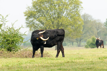 Taurus bull is itchy and scratching himself by turning his head