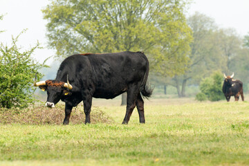 Naklejka na ściany i meble Tauros bull standing in the Maashorst in the province of Brabant in the Netherlands, Europe