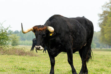 Taurus bull walks through the Maashorst nature reserve in Brabant, the Netherlands