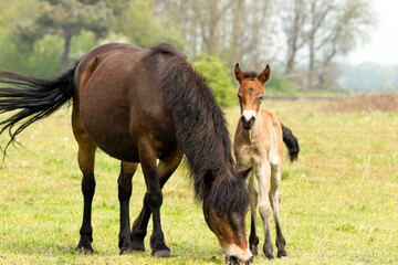 Pony Exmoor foal standing next to her mother horse in the Maashorst nature reserve in Brabant,...
