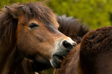 Dutch exmoor pony runs her mouth through the fur of another exmoor pony to clean her of ticks and...