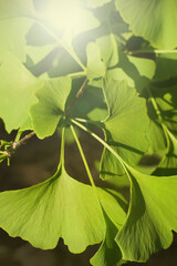 bright green ginkgo biloba leaves close up