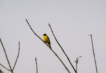 beautiful bird-yellow wagtail on a branch in search of food against a gray sky