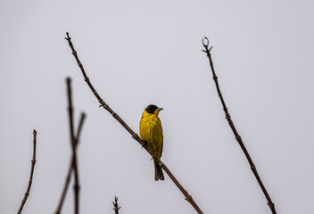 beautiful bird-yellow wagtail on a branch in search of food against a gray sky