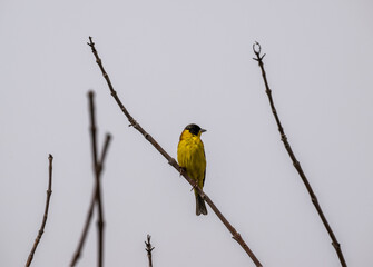 beautiful bird-yellow wagtail on a branch in search of food against a gray sky