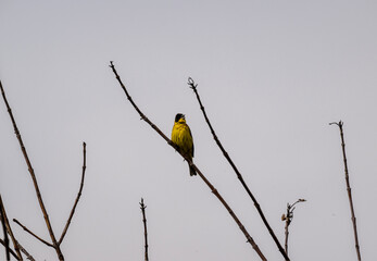 beautiful bird-yellow wagtail on a branch in search of food against a gray sky