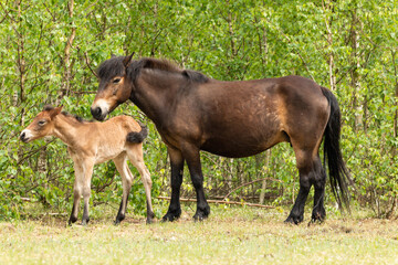 Naklejka na ściany i meble Pony Exmoor foal standing next to her mother horse in the Maashorst nature reserve in Brabant, Holland