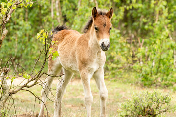 Young exmoor foal horse in the dutch nature reserve de maashorst in Brabant, Holland