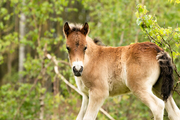 Naklejka na ściany i meble Young exmoor foal horse in the dutch nature reserve de maashorst in Brabant, Holland