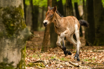 Small exmoor pony foal running through the woods in the Maashorst in Brabant