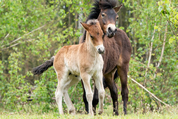 Pony Exmoor foal standing next to her mother horse in the Maashorst nature reserve in Brabant, Holland