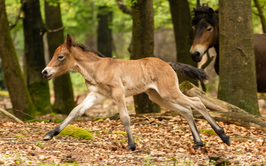 Naklejka na ściany i meble Small exmoor pony foal running through the woods in the Maashorst in Brabant