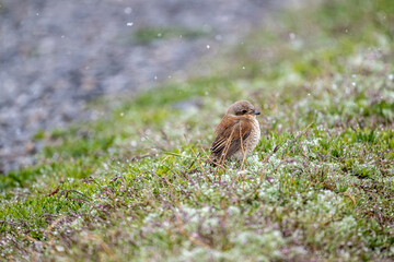 beautiful common shrike bird sits in natural conditions on a natural background