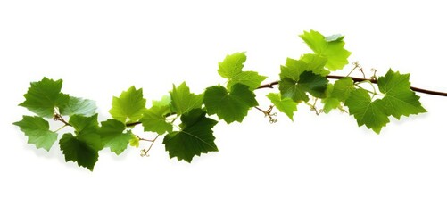 Fototapeta na wymiar Green Grape leaves Isolated on white background, Generative AI