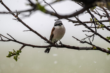 beautiful common shrike bird sits in natural conditions on a natural background
