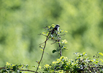 beautiful common shrike bird on a branch looking for food on a green background