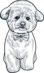 Vintage hand drawn sketch bow tie after grooming poodle dog