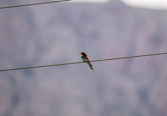 beautiful unusual bird-golden bee-eater sits on a branch against the sky