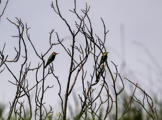 beautiful unusual bird-golden bee-eater sits on a branch against the sky