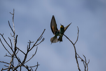 beautiful unusual bird-golden bee-eater sits on a branch against the sky