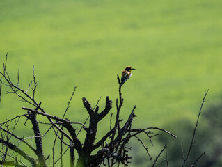 beautiful unusual bird-golden bee-eater sits on a branch against the sky