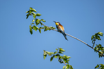 beautiful unusual bird-golden bee-eater sits on a branch against the sky