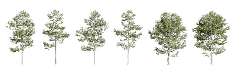 3d render tree isolated on white background