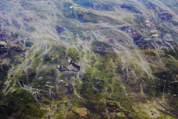 Seaweed under water