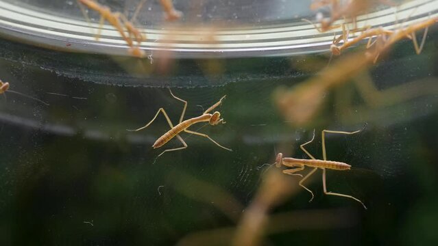 生まれたばかりのカマキリが群れる4K動画