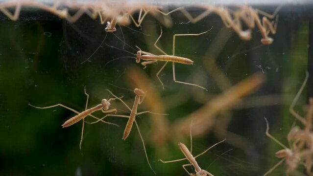 生まれたばかりのカマキリが群れる4K動画