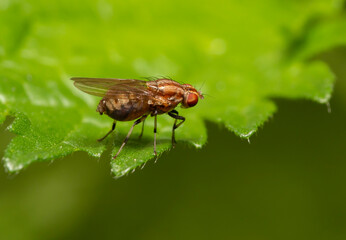 closeup macro shot of common fruit fly found on a leaf in Adelaide, South Australia
