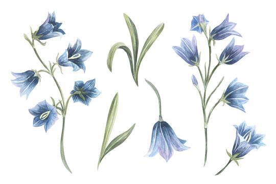 Hand drawn watercolor bluebell flower illustration. Painted bellflower sketch botanical herbs isolated on white background