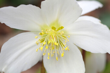 White anemone on black background