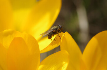 A fly sits on a yellow flower