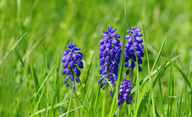 Many blooming lupines in the garden