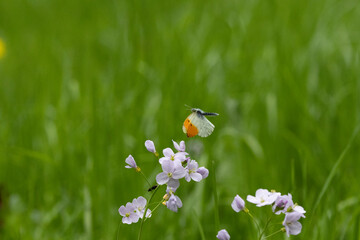 Aurorafalter (Anthocharis cardamines)