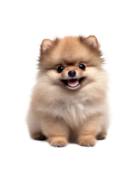 Cute Pomeranian Dog Isolated on Transparent Background,  AI Generative