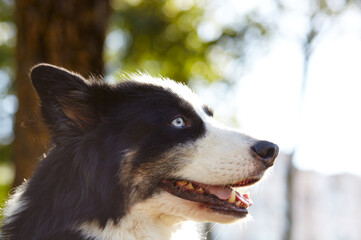 Siberian laika in autumn park. Dog on nature walk