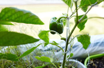 Green peppers grows in a greenhouse. Growing fresh vegetables at farm
