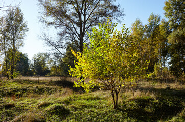 Forest against the sky and meadows. Beautiful landscape of a row of trees and blue sky background
