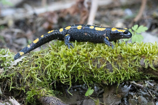 Feuersalamander (Salamandra salamandra)