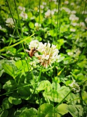 APE SU FIORE DI TRIFOGLIO