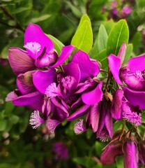 Fototapeta premium FIORI VIOLA