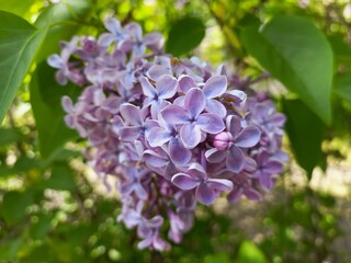 Beautiful Lilac spring flowers close up. Purple lilac flowers blossom. Blooming lilac branch