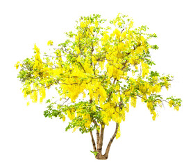 Golden Shower or Cassia Fistula isolated